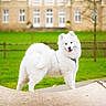 Aïka participe au concours pour gagner de l'argent avec cette photo : dog, white_dog, fluffy, outdoor, green_grass, building, happy, pet, animal, playful, nature, fence, tree, collar, cute, portrait, canine, park, smiling, standing