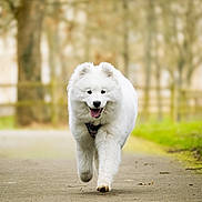 Aïka participe au concours pour gagner de l'argent avec cette photo : dog, white_dog, fluffy, samoyed, canine, walking, outdoor, path, park, nature, happy, tongue_out, fur, pet, animal, daylight, trees, grass, smiling, running