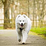 dog, white_dog, fluffy, samoyed, canine, walking, outdoor, path, park, nature, happy, tongue_out, fur, pet, animal, daylight, trees, grass, smiling, running