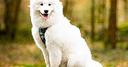 Aïka a rejoint le concours — aidez-le/la à gagner de superbes lots ! dog, white_dog, fluffy, forest, tree_stump, outdoor, nature, canine, pet, happy, tongue_out, sitting, harness, wood, trees, blurred_background, animal, mammal, park, daytime