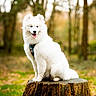 dog, white_dog, fluffy, forest, tree_stump, outdoor, nature, canine, pet, happy, tongue_out, sitting, harness, wood, trees, blurred_background, animal, mammal, park, daytime