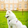 Aïka a rejoint le concours — aidez-le/la à gagner de superbes lots ! dog, white_dog, fluffy, grass, outdoor, pet, harness, tongue_out, happy, side_view, canine, nature, greenery, building, blurred_background, summer, park, animal, sitting, daytime