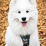 dog, samoyed, white_fur, fluffy, happy, tongue_out, harness, outdoor, autumn, leaves, nature, pet, canine, portrait, closeup, animal, cute, friendly, smiling, fur