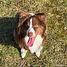 dog, brown_dog, white_fur, tongue_out, happy, outdoor, grass, sunlight, pet, canine, fluffy, animal, mammal, nature, playful, looking_up, ears, nose, shadow, daylight