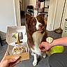 Nala participe au concours pour gagner de l'argent avec cette photo : dog, cake, paw, person, hand, birthday, indoor, floor, toy, tennis_ball, box, candle, celebration, brown_dog, white_dog, fur, pet, happy, animal, home
