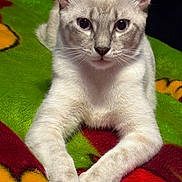 Luna joined the competition — help win amazing prizes! cat, animal, pet, feline, cute, white_cat, lying_down, paws, close_up, indoor, blanket, colorful, cozy, fur, whiskers, ears, eyes, resting, portrait, domestic_animal