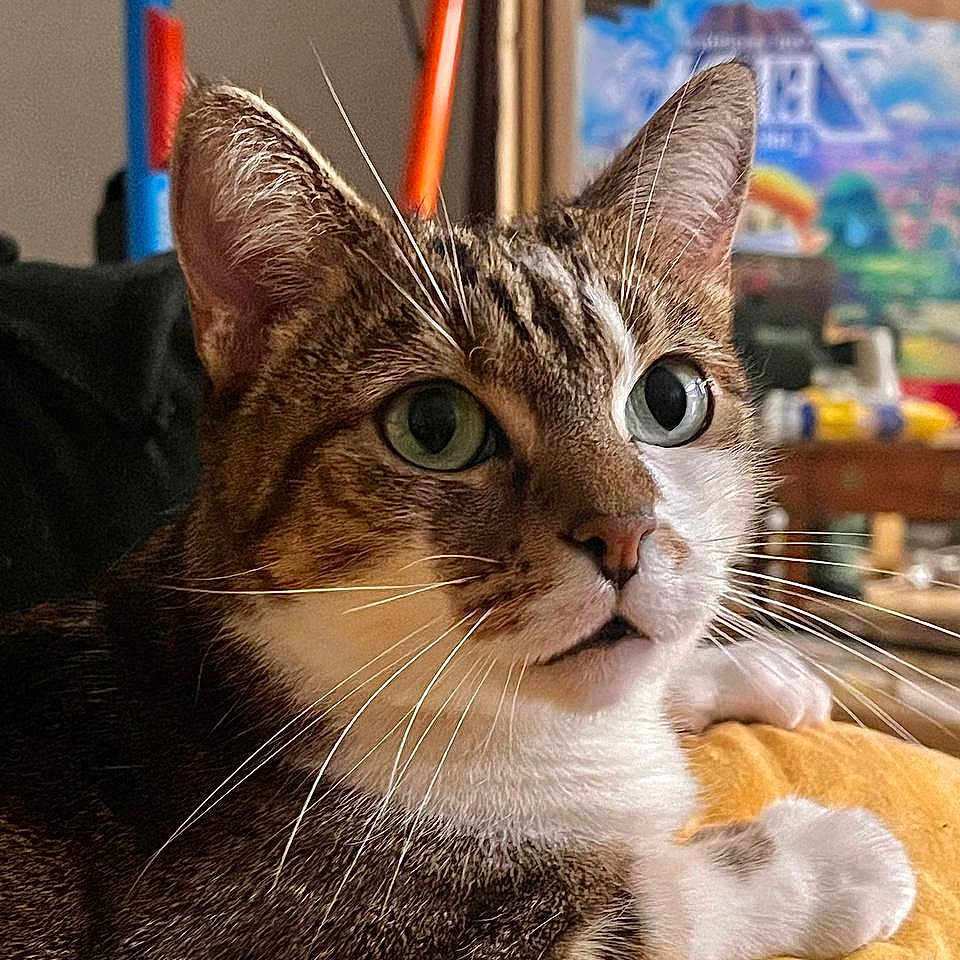 Vectorielle a rejoint le concours — aidez-le/la à gagner de superbes lots ! abyssinian, animal, cat, egyptiancat, hardwood, indoors, kitten, manx, pet, stainedwood, wood