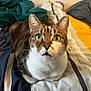 abyssinian, animal, bed, bedroom, blanket, cat, couch, cushion, furniture, homedecor, indoors, kitten, laundry, linen, manx, pet, quilt, room, siamese, towel