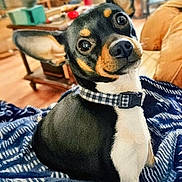 Pickles joined the competition — help win amazing prizes! dog, pet, blanket, indoor, cozy, collar, black_and_tan, small_dog, furniture, home, decor, wood_floor, cute, portrait, animal, ears, face, sitting, domestic, companion