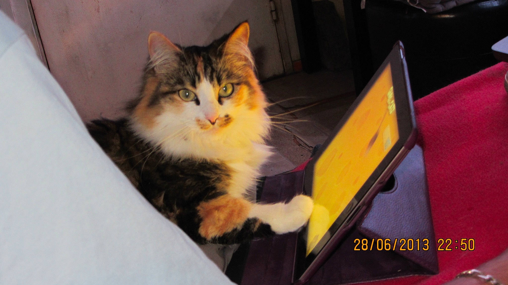 Canaille participe au concours pour gagner de l'argent avec cette photo : box, cardboard, carnivore, cat, claw, domestic_short_haired_cat, felidae, fur, paw, small_to_medium_sized_cats, tail, tree, whiskers