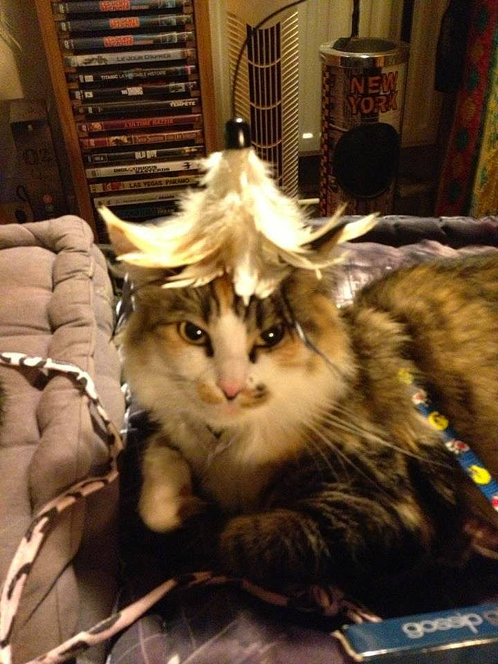 Canaille a rejoint le concours — aidez-le/la à gagner de superbes lots ! box, carnivore, cat, claw, domestic_short_haired_cat, felidae, fur, paw, picture_frame, small_to_medium_sized_cats, tail, whiskers