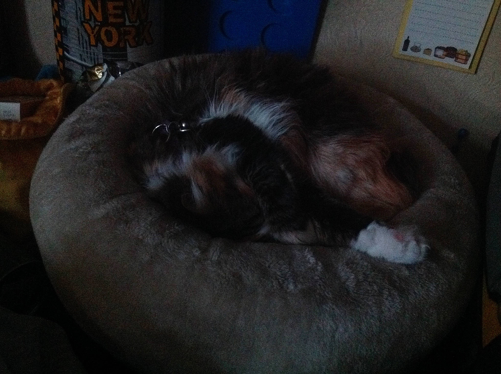 Canaille participe au concours pour gagner de l'argent avec cette photo : black_cat, canidae, carnivore, cat, cat_bed, cat_supply, comfort, companion_dog, dog_breed, felidae, fur, liver, nap, sleep, small_to_medium_sized_cats, snout, sporting_group, tail, terrestrial_animal, whiskers