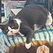 Venus a rejoint le concours — aidez-le/la à gagner de superbes lots ! cat, tuxedo_cat, indoor, blanket, tie_dye, feline, pet, resting, curious, tongue_out, cozy, fur, paw, animal, cute, domestic_cat, relaxed, laying, green_eyes, whiskers