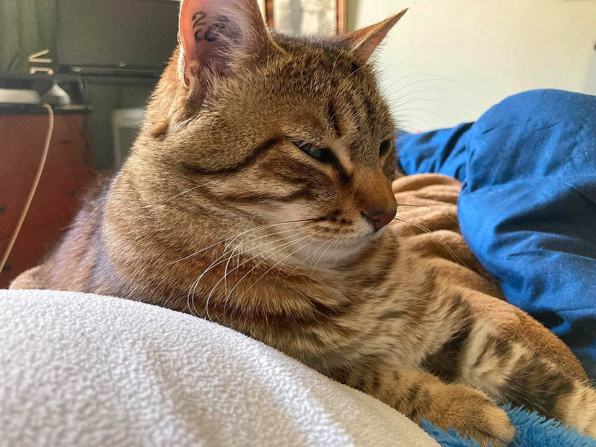 Noisette participe au concours pour gagner de l'argent avec cette photo : carnivore, cat, claw, comfort, domestic_short_haired_cat, fawn, felidae, fur, nap, paw, sitting, small_to_medium_sized_cats, snout, tail, terrestrial_animal, whiskers, wrinkle