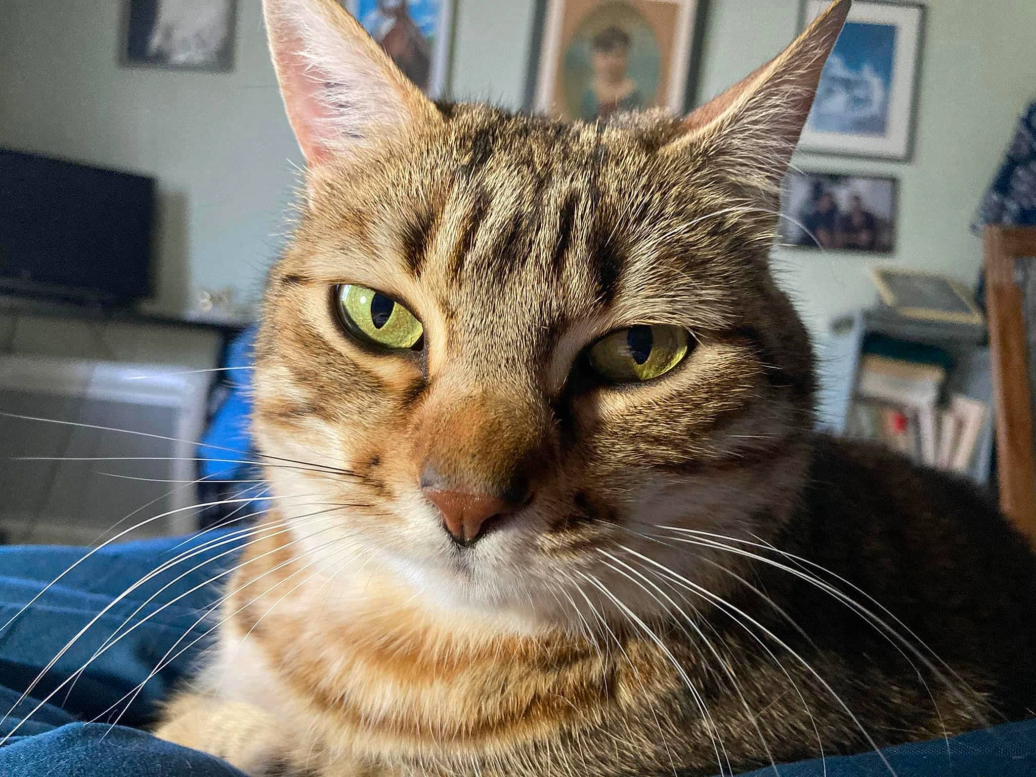 Noisette a rejoint le concours — aidez-le/la à gagner de superbes lots ! carnivore, cat, close_up, domestic_short_haired_cat, felidae, fur, iris, picture_frame, small_to_medium_sized_cats, snout, terrestrial_animal, whiskers