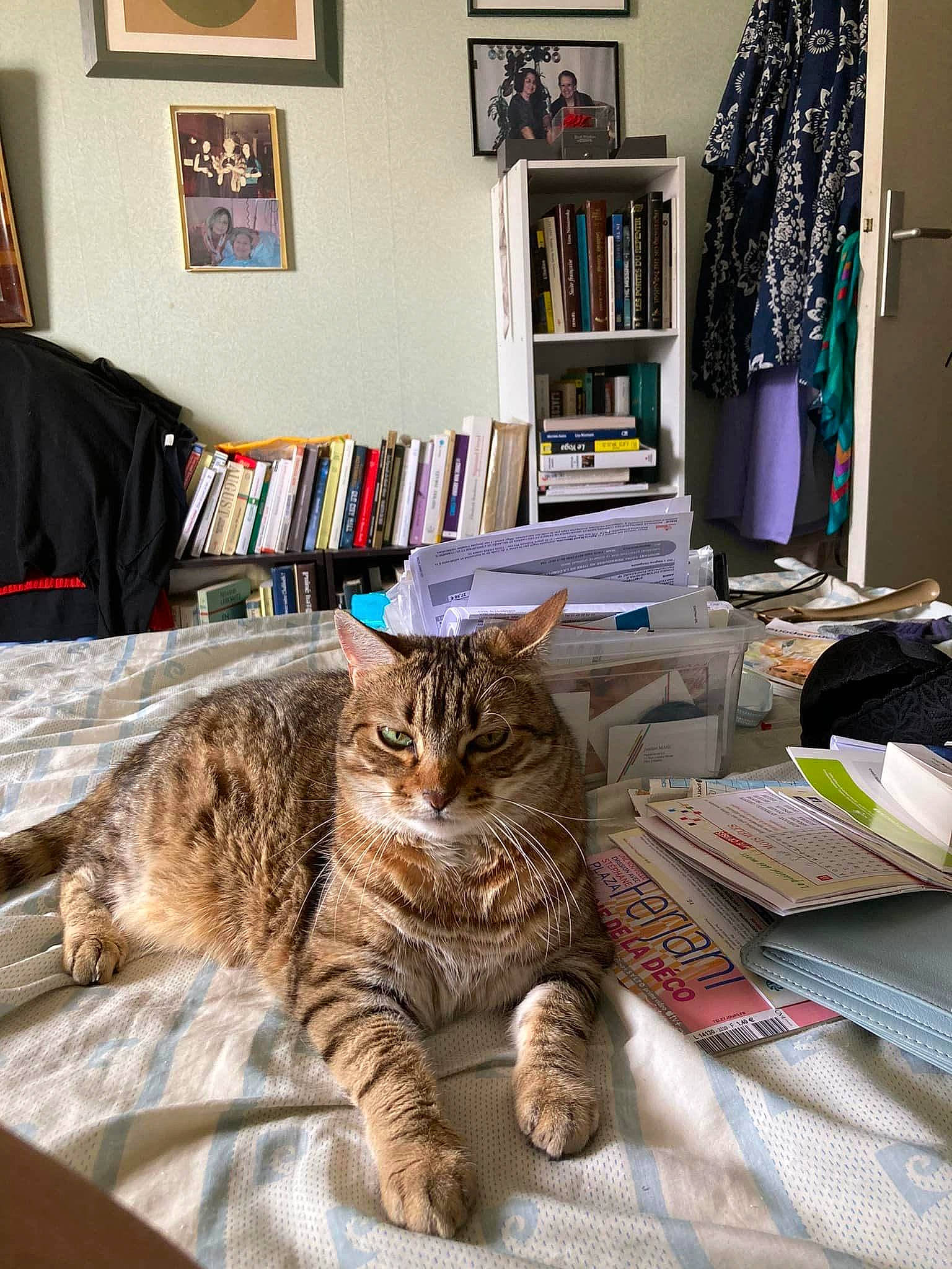 Noisette a rejoint le concours — aidez-le/la à gagner de superbes lots ! bed, bedding, bookcase, carnivore, cat, comfort, domestic_short_haired_cat, felidae, flooring, fur, linens, picture_frame, room, shelf, shelving, small_to_medium_sized_cats, tail, terrestrial_animal, whiskers, wood