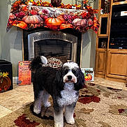 Bristol joined the competition — help win amazing prizes! autumn_decor, black_and_white, candle_holder, carpet, cozy, curly_fur, decorations, dog, fireplace, floor_tile, home_interior, indoors, living_room, pet, pumpkin, rug, seasonal, sign, thanksgiving, wooden_cabinet