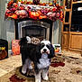 autumn_decor, black_and_white, candle_holder, carpet, cozy, curly_fur, decorations, dog, fireplace, floor_tile, home_interior, indoors, living_room, pet, pumpkin, rug, seasonal, sign, thanksgiving, wooden_cabinet