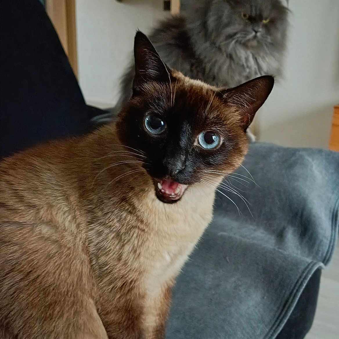 Shanoa participe au concours pour gagner de l'argent avec cette photo : background, blue_eyes, cat, closeup, couch, expression, feline, fur, home, indoor, longhair_cat, meowing, pet, portrait, room, siamese_cat, sitting, sofa, two_cats, whiskers