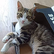 Vico participe au concours pour gagner de l'argent avec cette photo : animal, box, cat, converse, curious, cute, domestic_cat, ears, feline, house_pet, indoor, looking_at_camera, pet, pink_nose, relaxed, striped_fur, tabby, whiskers, white_paws, wooden_floor
