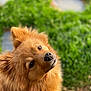dog, golden, fluffy, pet, animal, outdoor, greenery, garden, head_tilt, fur, cute, portrait, nature, canine, friendly, closeup, mammal, eyes, nose, whiskers
