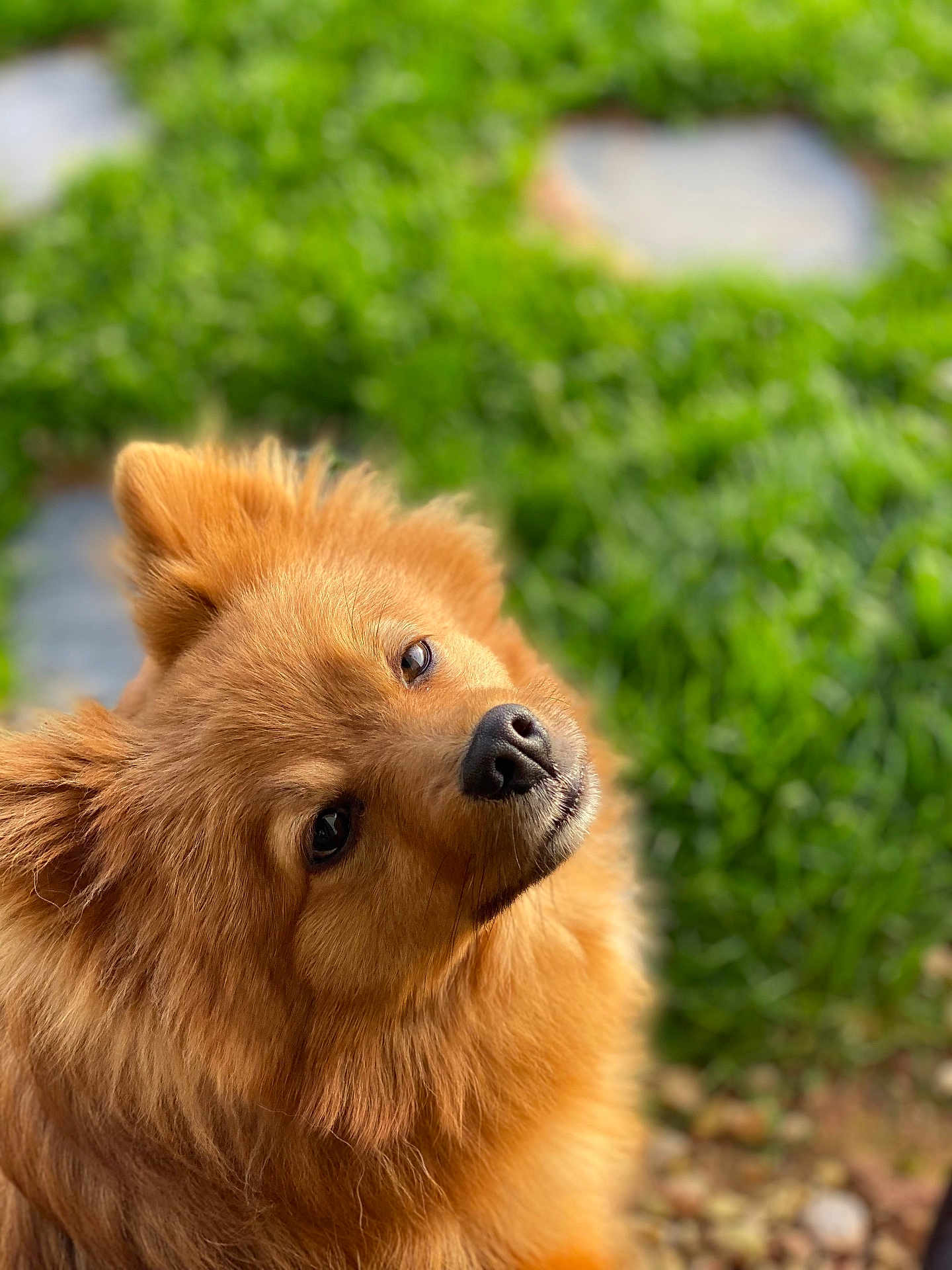 Saïka participe au concours pour gagner de l'argent avec cette photo : dog, golden, fluffy, pet, animal, outdoor, greenery, garden, head_tilt, fur, cute, portrait, nature, canine, friendly, closeup, mammal, eyes, nose, whiskers
