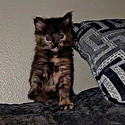 Bella is registered to the contest to win money with this photo: kitten, cat, tortoiseshell, furry, pet, indoor, couch, pillow, patterned, curious, young, animal, feline, domestic, small, cute, sitting, wall, soft, fur