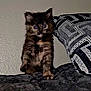 kitten, cat, tortoiseshell, furry, pet, indoor, couch, pillow, patterned, curious, young, animal, feline, domestic, small, cute, sitting, wall, soft, fur