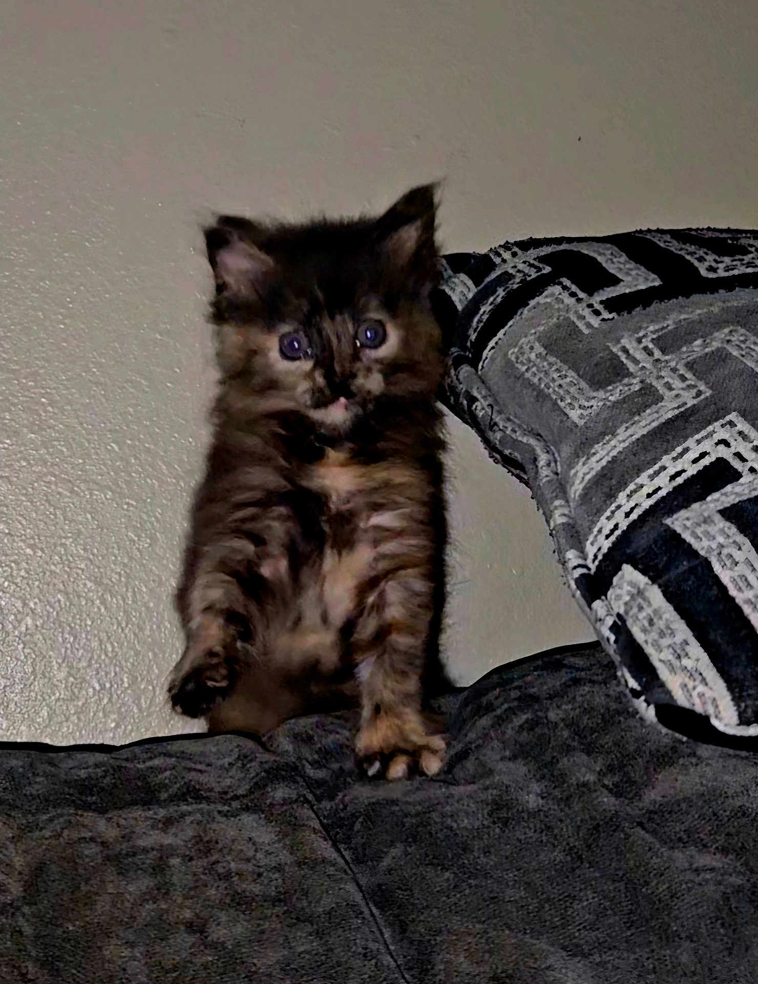 Bella is registered to the contest to win money with this photo: kitten, cat, tortoiseshell, furry, pet, indoor, couch, pillow, patterned, curious, young, animal, feline, domestic, small, cute, sitting, wall, soft, fur