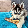 Oslo participe au concours pour gagner de l'argent avec cette photo : animal, blanket, blue_eyes, chew_toy, close_up, couch, cute, dog, ears, fur, home, husky, indoor, paw, pet, playful, puppy, resting, snout, young