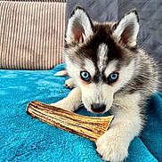 Oslo a rejoint le concours — aidez-le/la à gagner de superbes lots ! animal, blanket, blue_eyes, chew_toy, close_up, couch, cute, dog, ears, fur, home, husky, indoor, paw, pet, playful, puppy, resting, snout, young