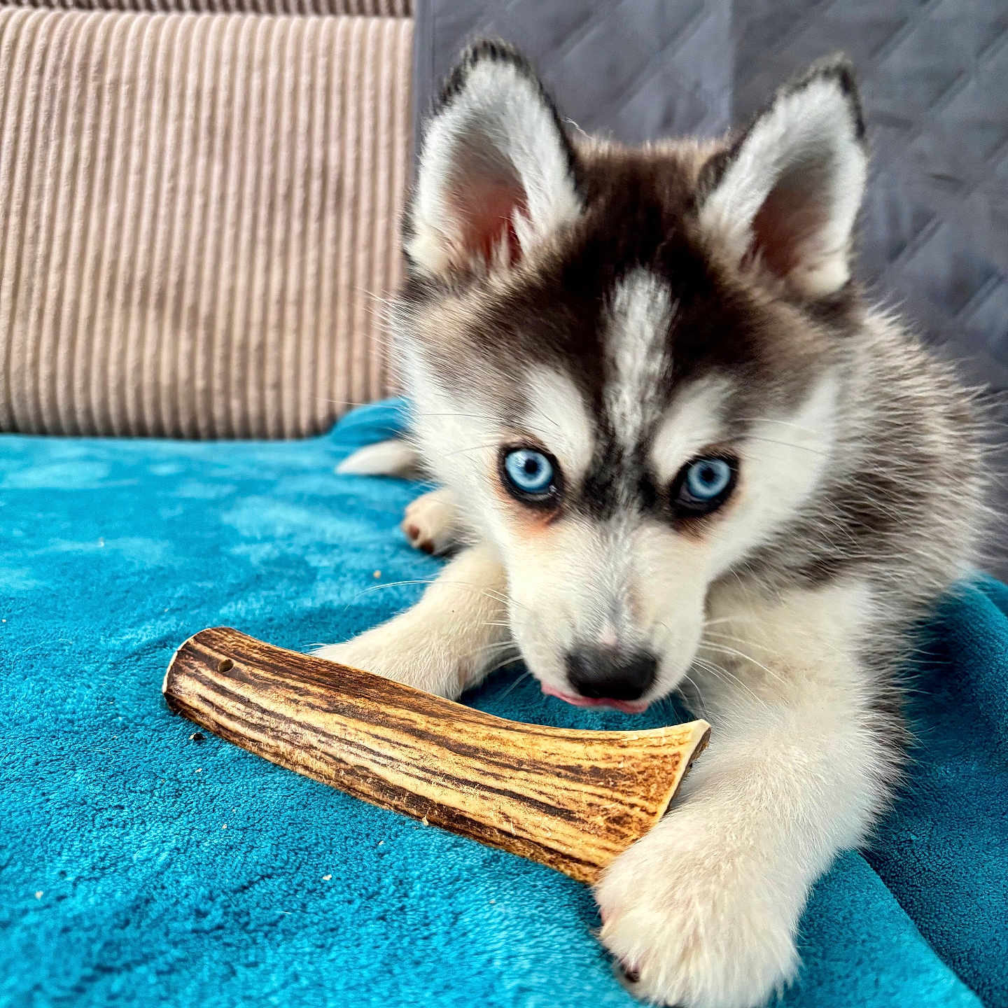 Oslo a rejoint le concours — aidez-le/la à gagner de superbes lots ! animal, blanket, blue_eyes, chew_toy, close_up, couch, cute, dog, ears, fur, home, husky, indoor, paw, pet, playful, puppy, resting, snout, young