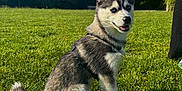 Oslo participe au concours pour gagner de l'argent avec cette photo : animal, canine, daylight, dog, ears, fur, grass, green, happy, husky, leash, nature, outdoor, park, pet, puppy, sitting, smiling, sunny, young