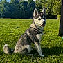animal, canine, daylight, dog, ears, fur, grass, green, happy, husky, leash, nature, outdoor, park, pet, puppy, sitting, smiling, sunny, young