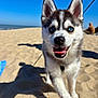 Oslo a rejoint le concours — aidez-le/la à gagner de superbes lots ! animal, beach, blue_sky, canine, cute, daylight, dog, ears, fur, happy, husky, muzzle, outdoor, pet, playful, puppy, sand, shadow, tongue_out, walking