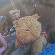 Gabbar joined the competition — help win amazing prizes! cat, orange_cat, pet, car_interior, seat, sunlight, whiskers, cup, coffee, gear_shift, clothing, feline, relaxed, indoor, closeup, animal, fur, resting, cozy, window