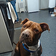 Choco joined the competition — help win amazing prizes! dog, brown_dog, blue_collar, kitchen, floor, person, jeans, sandals, mat, appliance, refrigerator, stove, indoor, pet, curious, seated, canine, domestic, companion, household