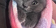 Smokey is registered to the contest to win money with this photo: adorable, animal, blanket, close_up, comfort, cozy, cute, cute_eyes, domestic_cat, fur, gray_cat, indoor, kitten, pet, sleepy, small, snuggled, soft_texture, warm, wrapped