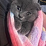adorable, animal, blanket, close_up, comfort, cozy, cute, cute_eyes, domestic_cat, fur, gray_cat, indoor, kitten, pet, sleepy, small, snuggled, soft_texture, warm, wrapped