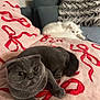 animal, blanket, cat, couch, cozy, curious, feline, fur, gray_cat, home, indoor, knit_blanket, pet, relaxed, resting, ribbons, scottish_fold, sleeping, soft, white_cat