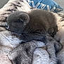 animal, blanket, closeup, comfort, cozy, cute, feline, fur, fur_texture, gray_cat, home, indoor, kitten, nap, pet, relaxation, rest, sleeping, soft, young_cat