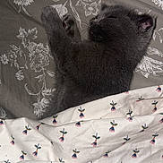 Smokey is registered to the contest to win money with this photo: animal, bed, blanket, cat, comfort, cozy, cute, domestic, floral_pattern, fur, gray_cat, indoors, kitten, nap, peaceful, pet, resting, sleeping, soft, tucked_in