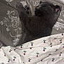 animal, bed, blanket, cat, comfort, cozy, cute, domestic, floral_pattern, fur, gray_cat, indoors, kitten, nap, peaceful, pet, resting, sleeping, soft, tucked_in