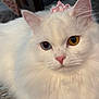 Lucie joined the competition — help win amazing prizes! animal, cat, close_up, cute, domestic_cat, ears, eyes, face, feline, fluffy_fur, heterochromia, indoor, pet, pink_nose, pink_tiara, portrait, relaxed, tiara, whiskers, white_cat