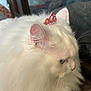 Lucie is registered to the contest to win money with this photo: adorable, animal, cat, close_up, cute, domestic_animal, ear, feline, fluffy, fur, indoor, pet, pink, reflection, side_view, soft_texture, tiara, tiara_accessory, whiskers, white_cat