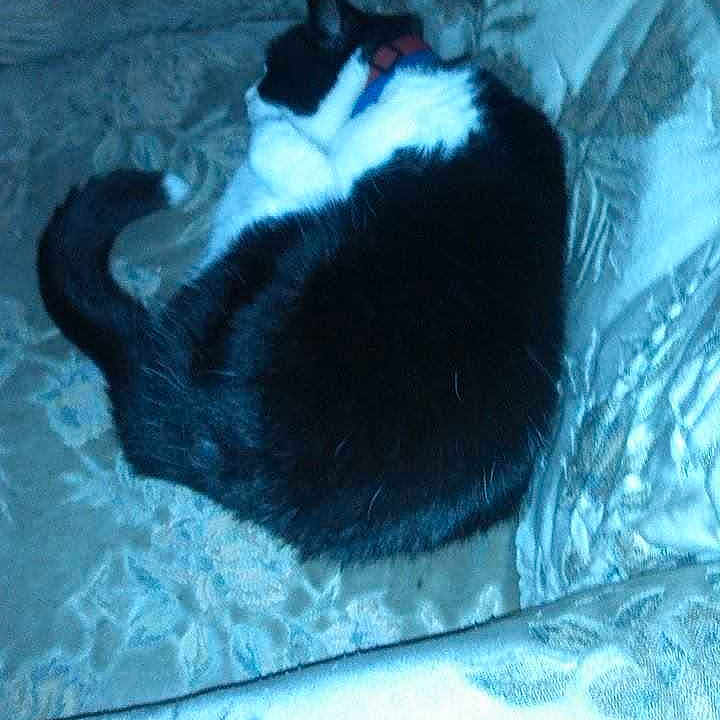 Whiskas joined the competition — help win amazing prizes!