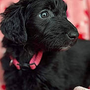 Remi joined the competition — help win amazing prizes! adorable, animal, black_dog, blanket, close_up, collar, companion, cozy, cute, domestic_animal, eyes, fur, indoor, pet, pink, portrait, puppy, resting, soft, young_dog