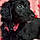 Remi