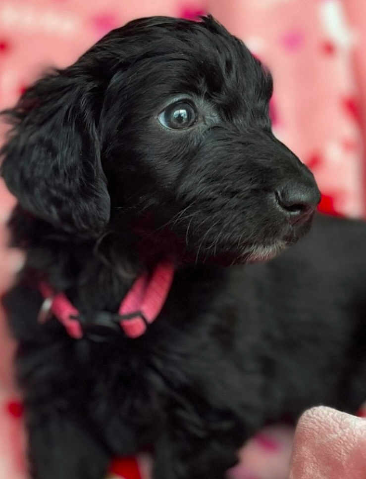 Remi