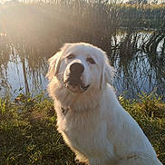 Kona is registered to the contest to win money with this photo: animal, calm, daylight, dog, field, fur, grass, landscape, nature, outdoor, peaceful, pet, pond, reeds, serene, sitting, sky, sunlight, water, white_dog